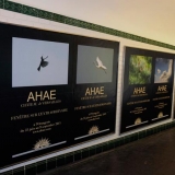 metro-ahae-jpg